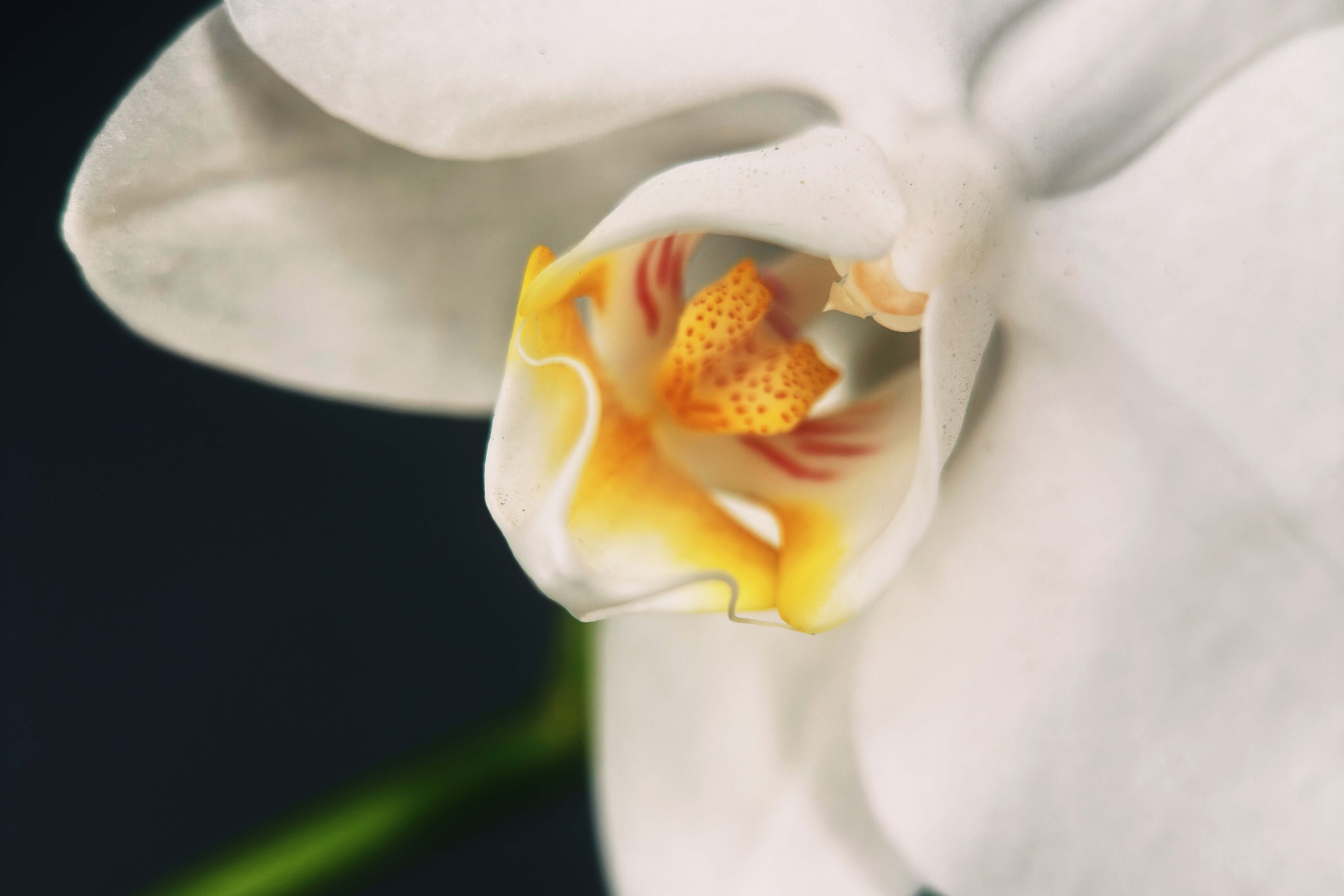 Macro Lenses